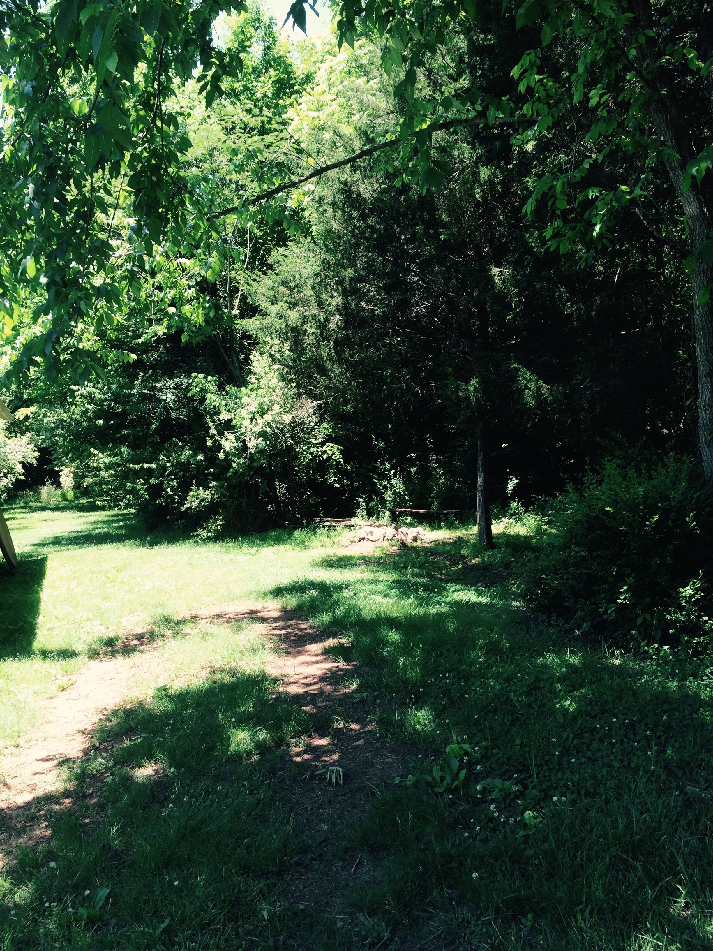 woods image